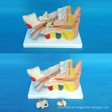 Modelo de demostración anatómica del oído para la enseñanza médica (R070103)